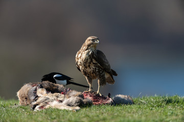 Common buzzard, Buteo buteo