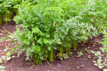 Fresh, green carrot beds close-up.