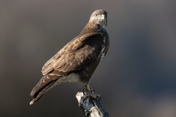 Common buzzard, Buteo buteo
