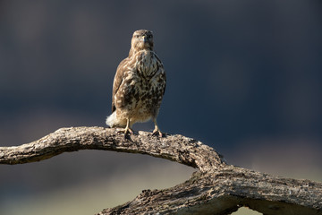 Common buzzard, Buteo buteo