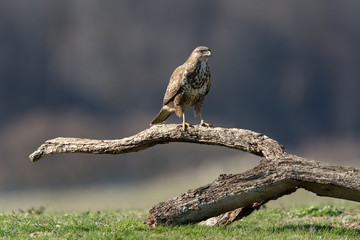 Common buzzard, Buteo buteo