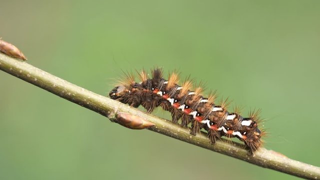 euproctis similis butterfly larva on branch