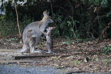 red-necked wallaby or Bennett's wallaby (Macropus rufogriseus) Bunya Mountains, Queensland,...