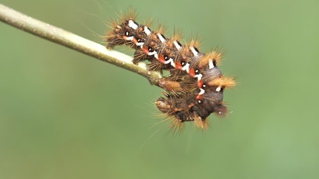 euproctis similis butterfly larva on branch