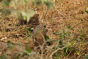 Leopard cubs playing in front of their den at Masai Mara, Kenya