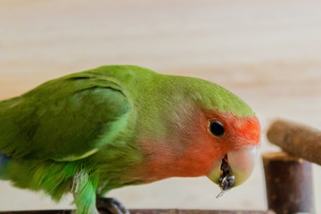 a lovebird roseicollis enjoying its playground