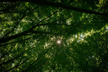 The sun's rays make their way through the leaves on the branches of trees