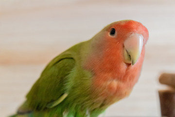 a lovebird roseicollis enjoying its playground