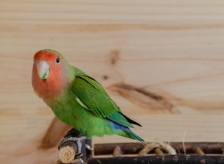 Naklejka premium a lovebird roseicollis enjoying its playground