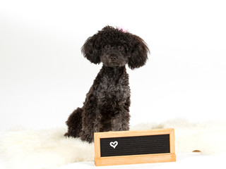 Black toy poodle posing in studio with white background.