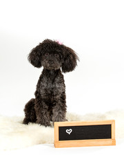 Black toy poodle posing in studio with white background.