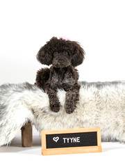 Black toy poodle posing in studio with white background.