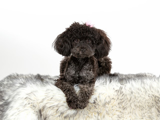 Black toy poodle posing in studio with white background.