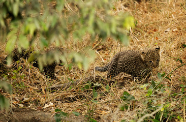 Leopard cubs playing in front of their den at Masai Mara, Kenya