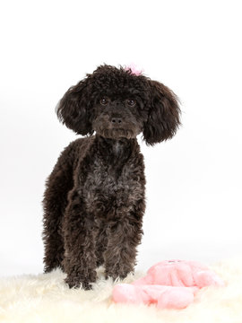 Black toy poodle posing in studio with white background.