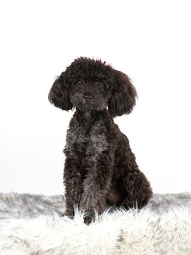 Black toy poodle posing in studio with white background.