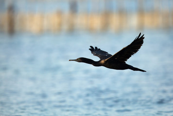 Socotra cormorant  in flight, Bahrain