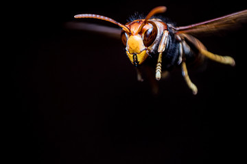 A flying wasp, Close - up.