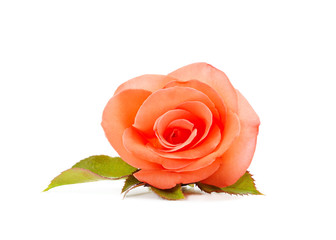 Naklejka premium Beautiful orange roses.