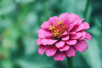 Obraz premium pink flower in garden