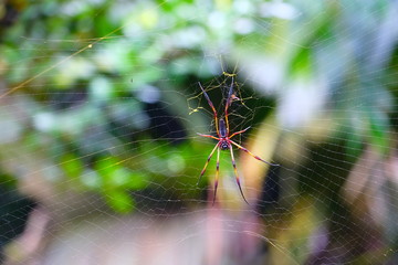 Big palm spider