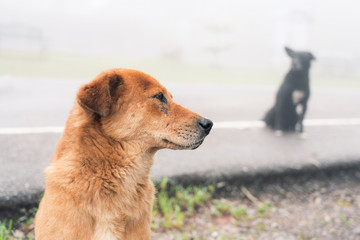 Close-up background view of the dog, with a playful character and likes to play with the owner, with blurred movements while waiting for food. 