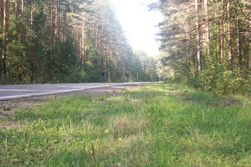 road in forest