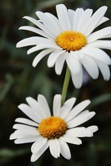 Fototapeta premium daisies