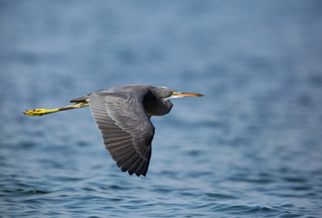 The western reef heron in flight at Busiateen coast, Bahrain 