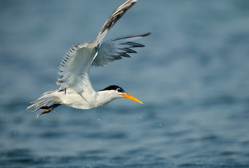 Greater crested tern flying, Bahrain 