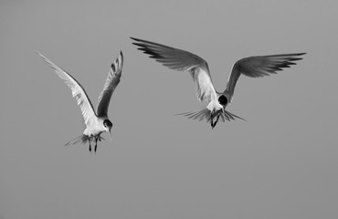 Greater Crested terns in flight, Bahrain 