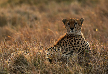 Cheetah in the evening light at Masai Mara, Kenya