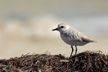 The Kentish plover at Busaiteen coast, Bahrain 