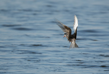 White-cheeked tern fishing, Bahrain 