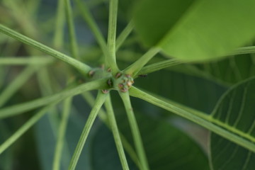 plant