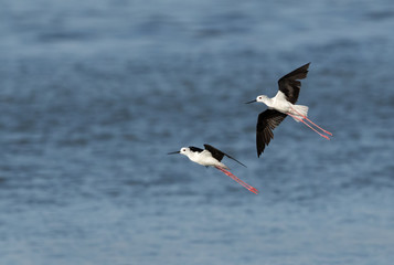 The black-winged stilts in flight, Bahrain 