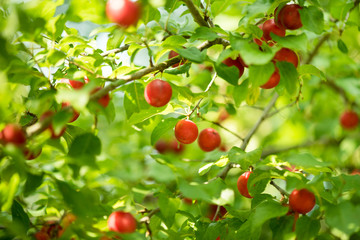 Berries of red plum. Red plums on a tree. A bountiful harvest.