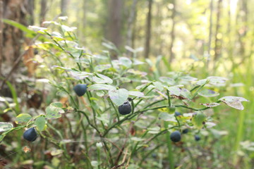 Blueberry Bush.