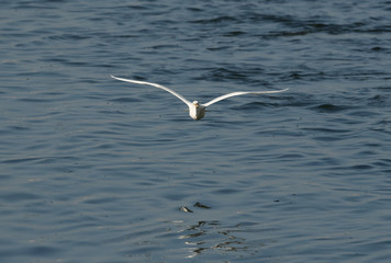 Western reef heron white morphed in flight, Bahrain 