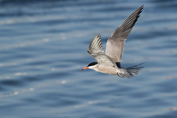 White-cheeked tern in flight, Bahrain