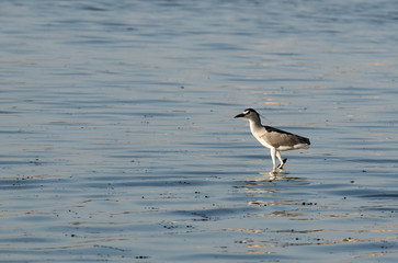 Night herons at Tubli bay, Bahrain 