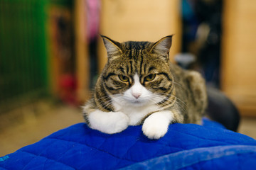 the cat lies on a harness in the stable