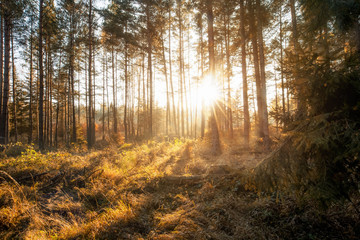 Wald in Herbststimmung