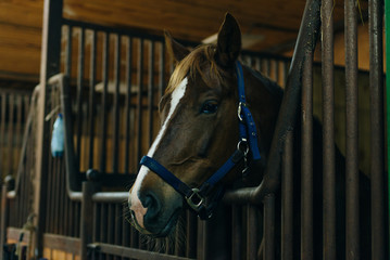Portrait of a beautiful sad horse in the dark stable