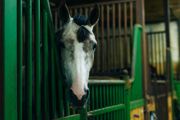 Portrait of a beautiful sad horse in the dark stable