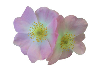 briar flowers on the white background