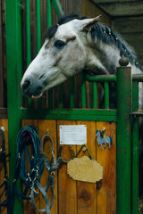 Portrait of a beautiful sad horse in the dark stable