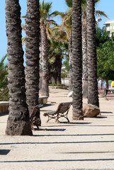 bancos entre las palmeras