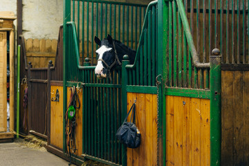 Portrait of a beautiful sad horse in the dark stable