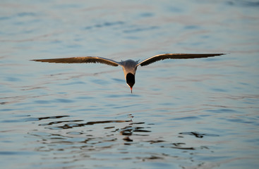 White-cheeked tern fishing at Tubli bay, Bahrain